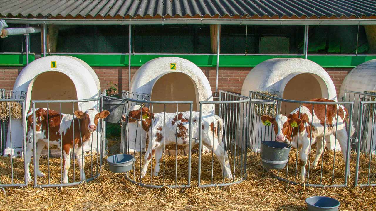 Голландская провиция, телята, коровы, ферма в Нидерландах, голландская деревня