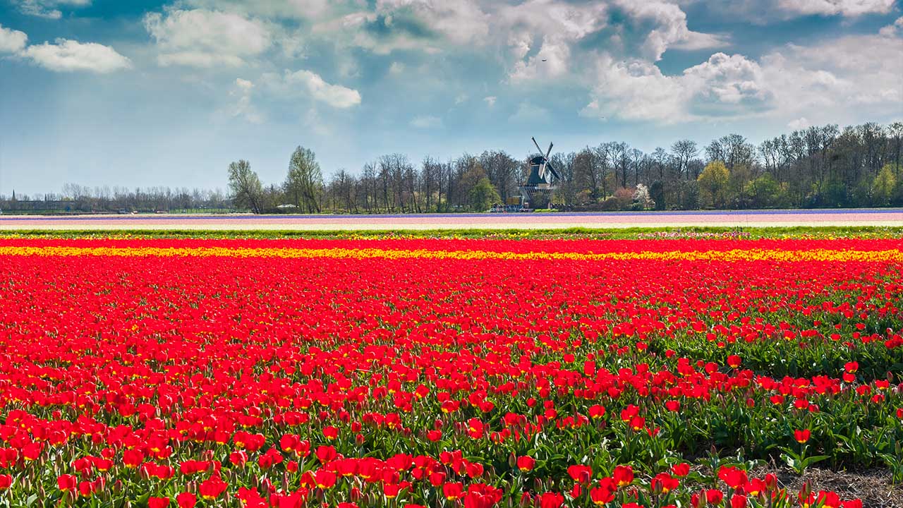Tulip fields Holland